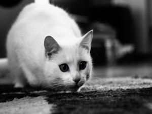 Un gato blanco en una imagen blanco y negro