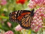 Mariposa monarca posada en las flores