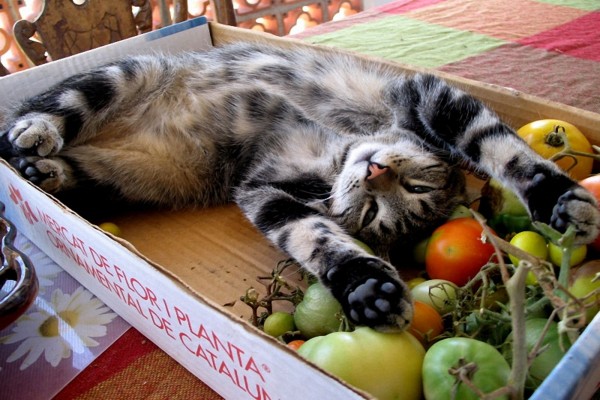 Un gato tumbado en la caja de los tomates