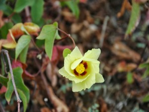 Postal: Una flor con delicados pétalos de color amarillo