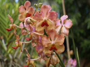 Tallo con orquídeas