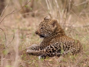 Postal: Cachorro de leopardo tumbado
