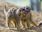 Dos suricatas enfadados