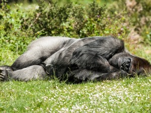Postal: Gorila tumbado en la hierba