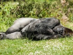 Gorila tumbado en la hierba
