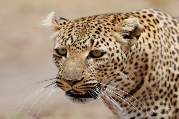 La cara de un leopardo