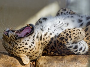 Postal: Un leopardo bostezando