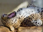 Un leopardo bostezando