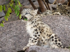 Postal: Leopardo de las nieves comiendo hojas verdes