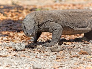 Postal: Dragón de Komodo caminando