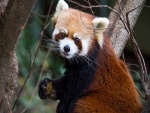 Panda rojo con comida en las manos
