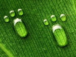 Huellas de pie sobre la superficie de una hoja verde