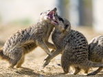 Dos suricatas luchando