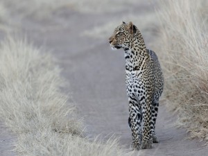 Postal: Leopardo parado en un camino