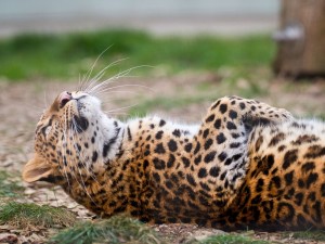 Postal: Leopardo tumbado en el suelo