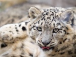 Leopardo de las nieves con la lengua afuera