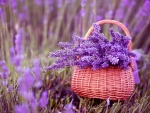Canasta con flores lilas