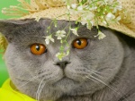 Gato con sombrero y flores