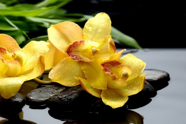 Bellas orquídeas amarillas