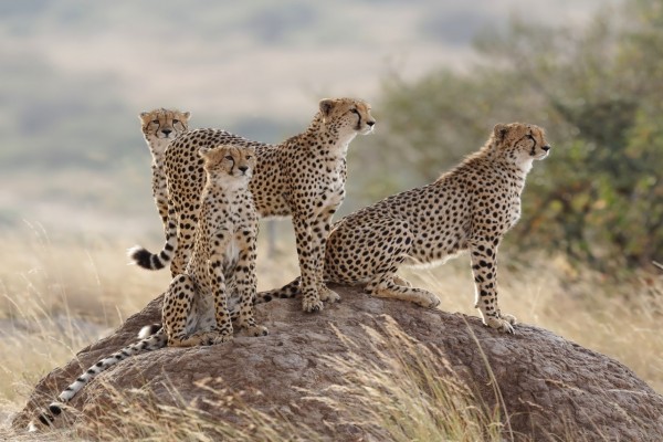 Familia de guepardos reunida en una roca