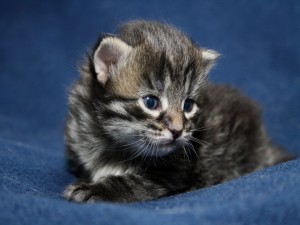 Un pequeño gato en la manta azul