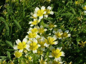 Flores blancas y amarillas en una planta