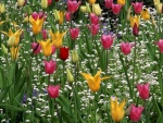 Bellos tulipanes de colores