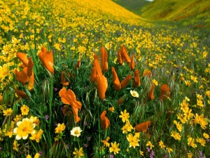 Un campo cubierto de flores amarillas y naranjas