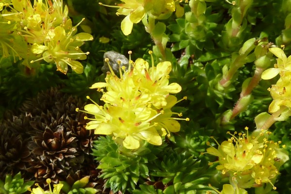 Planta de la familia saxifragaceae con flores amarillas