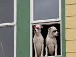 Dos perros con gafas en la ventana