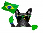 Perro con gafas y bandera de Brasil animando el Mundial 2014