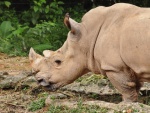 Perfil de un rinoceronte