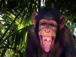 Un divertido chimpancé sacando la lengua