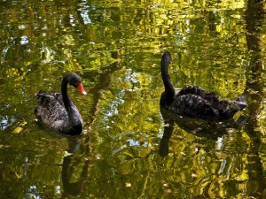 Dos cisnes negros en el agua