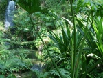 Cascada y riachuelo entre plantas verdes