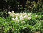 Tulipanes blancos junto a la mariposa decorativa