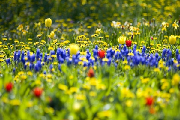 Campo con bellas flores en primavera