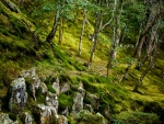 Árboles, musgo y rocas en el bosque