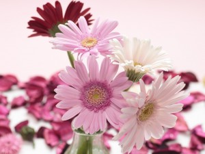 Postal: Gerberas rosas y blancas en un florero