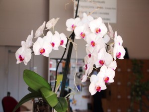 Postal: Planta con orquídeas