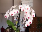 Planta con orquídeas