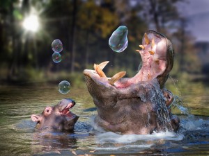 Postal: Hipopótamos en el agua