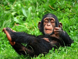 Un chimpancé tumbado en la hierba