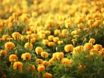 Varias flores amarillas en el campo