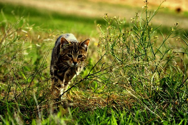 Un gato caminando por la hierba