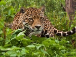 Un jaguar entre las plantas