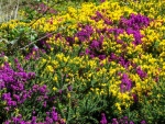 Brezos con flores amarillas y moradas