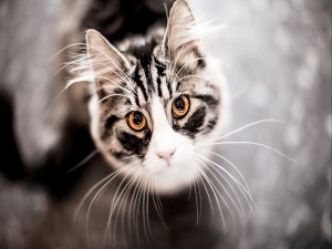 La mirada de un gato