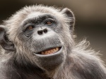 La cara de un chimpancé