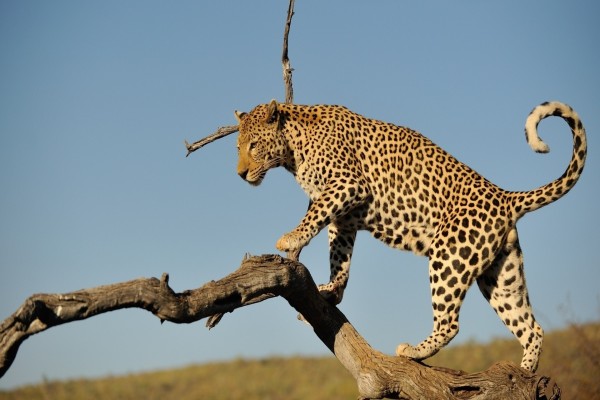 Leopardo caminando por el tronco